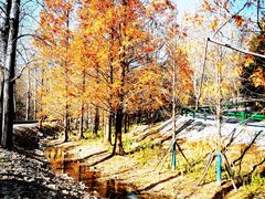 -白水寺森林公园