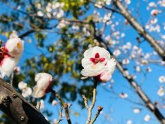 -广富林郊野公园