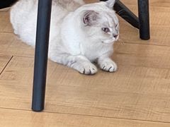 -Let's go狗咖·猫咖·奶狗·桌游(春熙路IFS店)