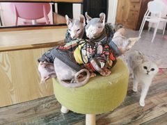 -喵匠猫主题咖啡(凯德和平广场店)