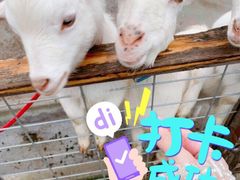 -前小桔亲子创意农场·草莓采摘·露营烧烤