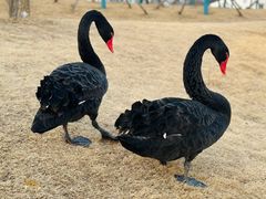 -盐城丹顶鹤湿地生态旅游区