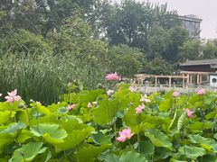 -莲湖公园