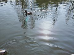-水绘园