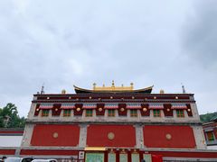 -塔尔寺菩提树