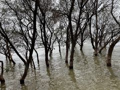 -宝安西湾红树林湿地公园