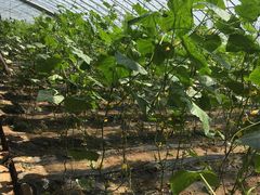 -万源龙顺度假庄园生态观光园