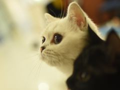 -鼓捣猫呢主题猫咖店