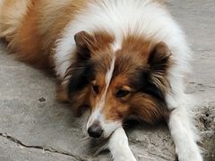 -地王国际商会中心