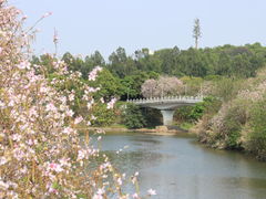 -广东花都湖国家湿地公园