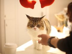 -More Fun猫咖 二十只万元加菲主题
