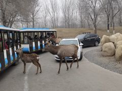-北京野生动物园