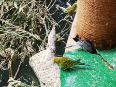 -南宫五洲植物乐园