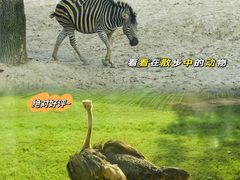 -上海野生动物园