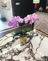 -美丽田园Beauty Farm