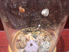 -青岛贝壳博物馆