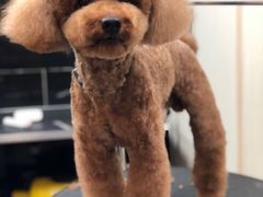 -小尾巴宠物店(万科·金域华庭店)