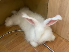-猫猫幼稚园·撸猫·桌游·电玩