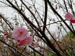 -天适樱花悠乐园