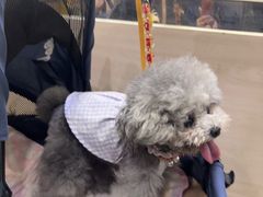-瑞鹏宠物医院·宠保定点·心脏科·内科(御桥分院)