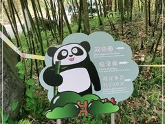 -都江堰中华大熊猫苑