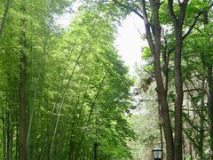 -潜山国家森林公园