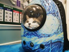-纳吉亚猫专科动物医院·北北分院