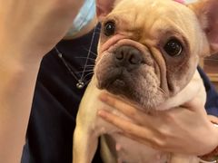 -柯斗斗主题餐厅·狗咖·围炉煮茶·茶饮(国瑞升平里店)