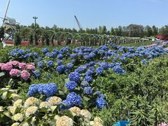 -荷兰花海