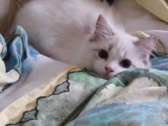 -Bastet sally猫舍购宠(静安店)