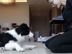 -多乐狗狗宠物训练工作室