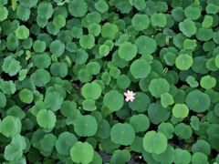 -滕州微山湖红荷湿地景区