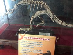 -吉林省自然博物馆
