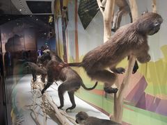 -陕西自然博物馆