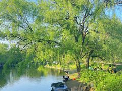 -上海共青森林公园