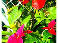 -石家庄市植物园