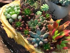-双季花艺园艺市场(浦东店)