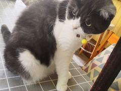 -海边的猫和咖啡馆