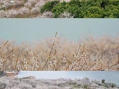 -广州市流溪河国家森林公园