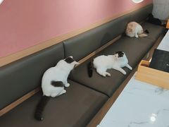 -喵园·猫主题咖啡厅·撸猫·猫咖(国贸店)