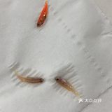 我都回去休息了一个多月，他们还坚强的活着