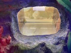 -上海大自然野生昆虫馆(东方明珠·爬宠昆虫探索中心)