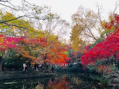 -秋霞圃
