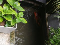 -谷咖啡·鲜花绿植花园餐厅
