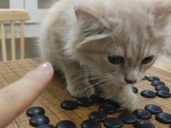 -楼上猫咖(罗湖店)
