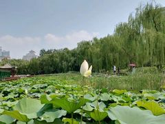 -莲花池公园