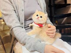 -欣宠猫屋·矮脚拿破仑·蓝金金渐层