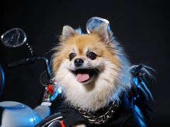 -超宠爱宠物摄影-Super pet