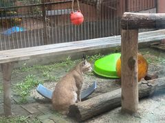 -青藏高原野生动物园