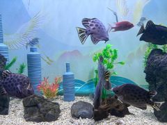 -烟台海昌鲸鲨海洋公园